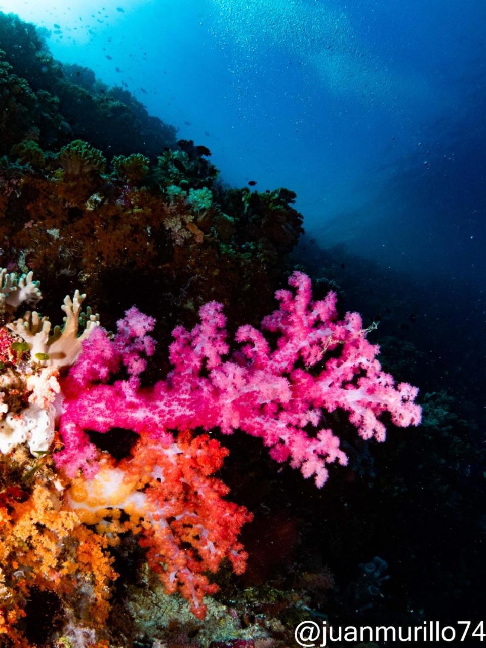 Marind Dive Eco Resort Waha Eksteriør bilde