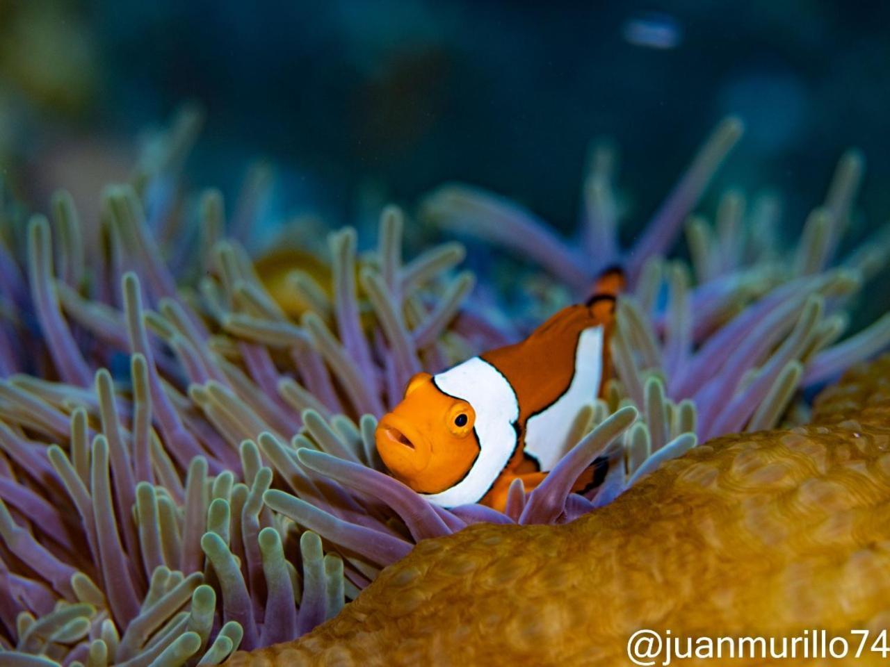 Marind Dive Eco Resort Waha Eksteriør bilde